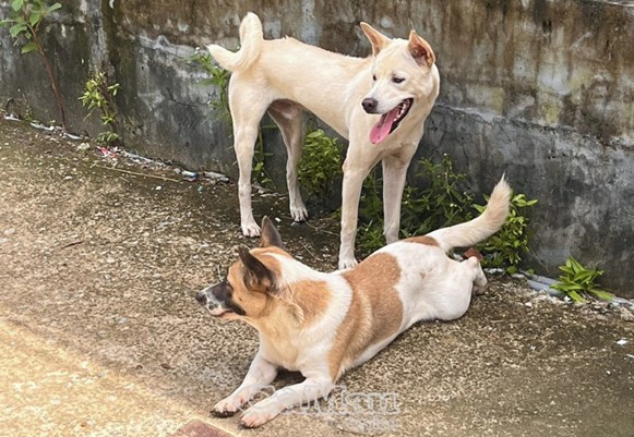 CHUNG TAY ĐẨY LÙI BỆNH DẠI