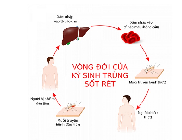 HƯỞNG ỨNG NGÀY THẾ GIỚI PHÒNG CHỐNG SỐT RÉT 25/4